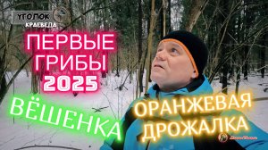 2-е января. Ем грибы прямо с дерева. Зимние грибы.