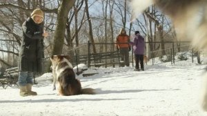 Winner Eats Steak: Westminster Kennel Club Dog Show 2015