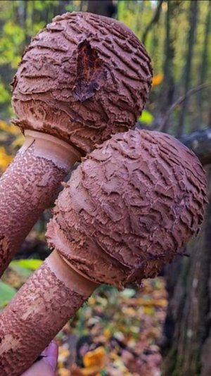 ГРИБЫ !!! ОСЕНЬ 24 ГОДА - СЮЖЕТ 3