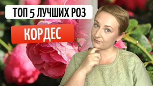Изысканные красавицы: розы Кордес во всей своей красе. Топ 5 лучших сортов.