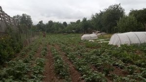 Второе окучивание картофеля самодельными дисковыми окучниками