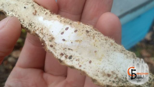 Средство от варроа "Северная борть" смотреть онлайн