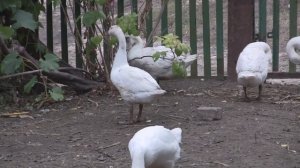 гуси у бабуси - гуси гуси га га га - Видео для детей