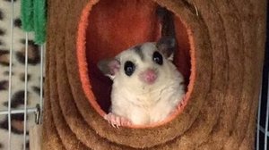 Что нужно если вы хотите завести белку летягу 🐿🦅