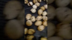 Шевеление яиц в инкубаторе.