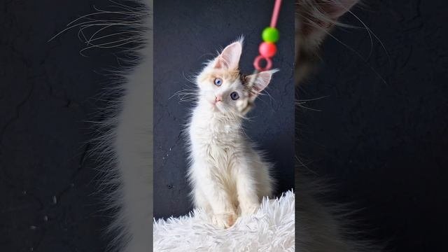 котята мейн кун от питомника ксенофонт