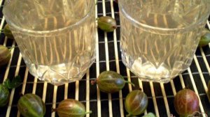 Компот из крыжовника и эхинацеи