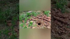 тест магнитометра-градиентометра  (глубинный металлоискатель) с GPS