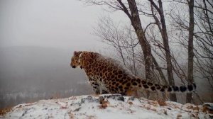 Редкий дальневосточный леопард Валера отметился на камерах в Приморье