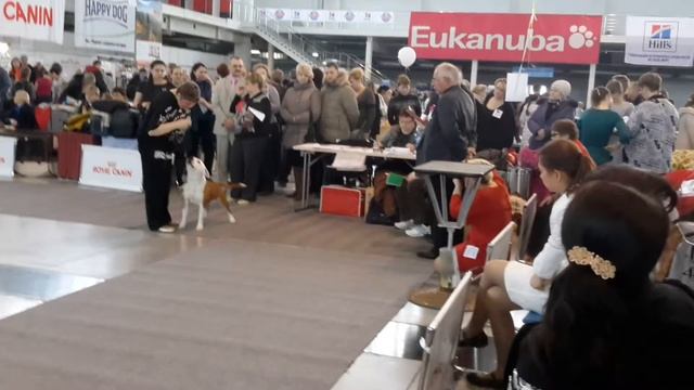 CACIB 22.11.2014 г. Екатеринбург смотреть онлайн