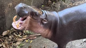 Ч.1. В зоопарке Кхао Кхео в Тайланде. 18.12.2024 #животные #зоопарк #таиланд # паттайя