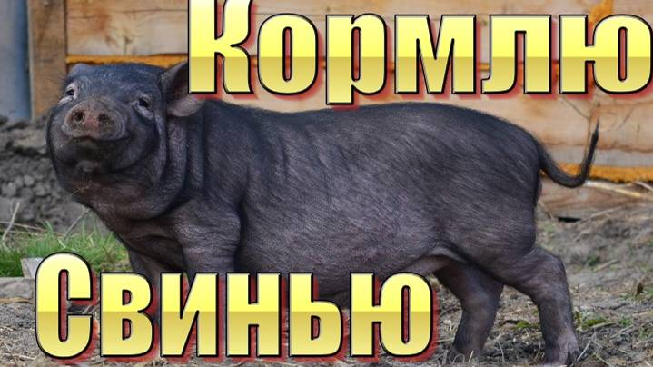 Вьетнамские свиньи и их содержание.