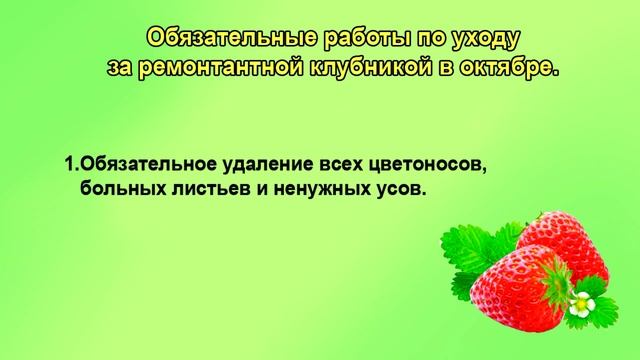 Подкормка и укрытие ремонтантной клубники на зиму