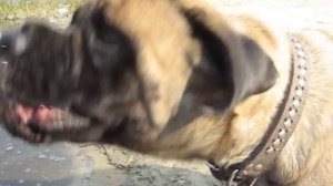 Английский мастиф English Mastiff