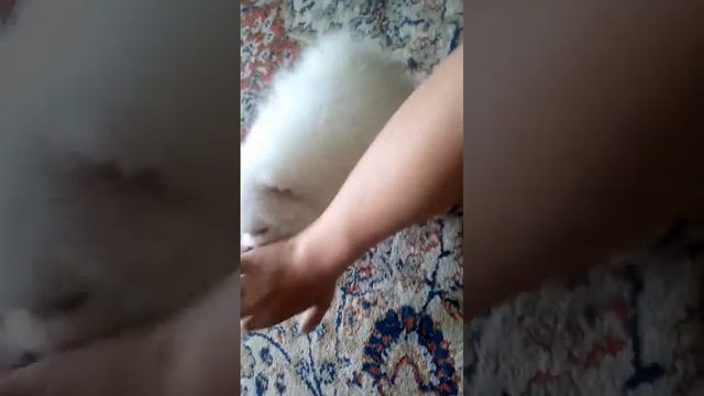 Мой маленький Японский Шпиц
