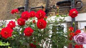 Обзор розы Ketchup & Mustard. Роза в горшках. Здоровые розы в горшках. Цветения роз. Красивые розы.