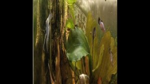 ночной аквариум ,скалярии и стурисома