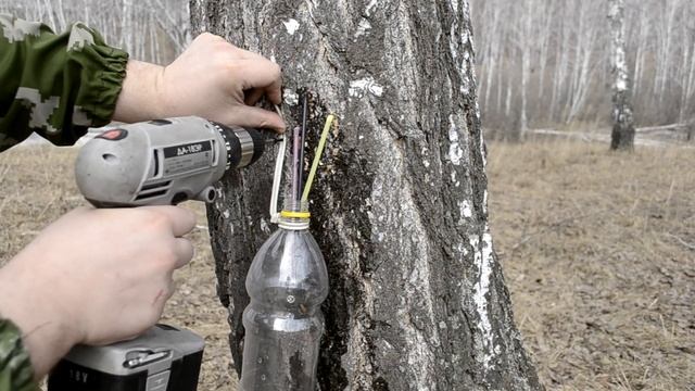БЕРЕЗОВЫЙ СОК! КАК ПРАВИЛЬНО СОБИРАТЬ! смотреть онлайн