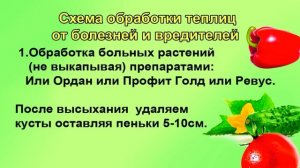 Больная теплица. Октябрь. Фитофтора, кладоспориоз, белокрылка.