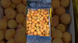 Абрикос и персик.Как сохранить урожай.#абрикос #сад#tagetes