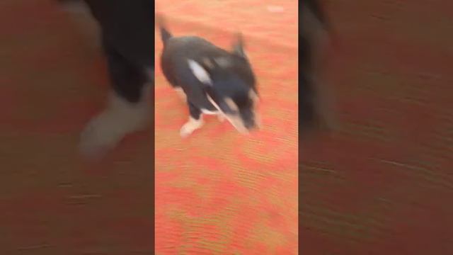 Хотите продолжение ❤️😜 давайте с вами очень много лайк 🥰 смотреть онлайн