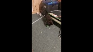 Котики для Авито