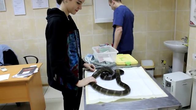 Королевская кобра у ветеринара, тизер смотреть онлайн