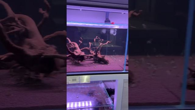 У кого в аквариуме живут коридорасы❓И какие❓ #аквариум #aquarium #fishtank #fish #mashabloom смотреть онлайн