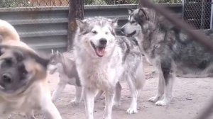 маламуты и акита