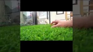Котики собачки