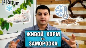 Живой или замороженный корм для рептилий — Какой выбрать?