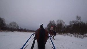 Лошадь в санях. Зея впервые работает в саночках.
