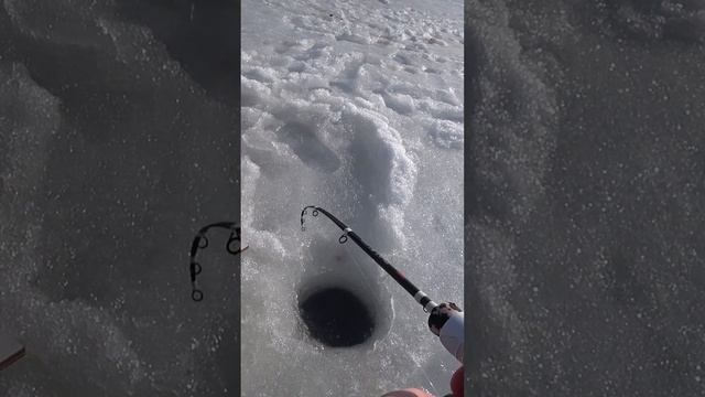 Форель со льда#fishing #рыбалка