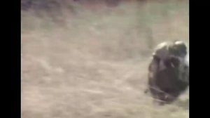 Обезьяны на кабане.mp4