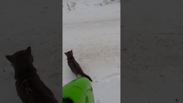 Вперёд по сугробу.