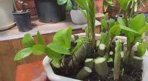 Прошел год с момента укоренения листьев замиокулькаса