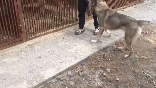 20 августа 2019 г. Тита дочь ст Титана и Грэтты мать Сурмы смотреть онлайн