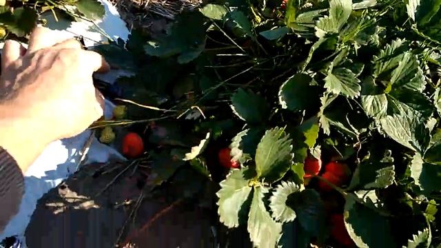 Клубника Королева Елизавета 2 на 28 сентября смотреть онлайн