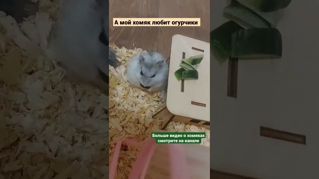 А мой хомяк любит огурчики, смотрите как мило кушает  #хомяк #домашниеживотные #джунгарскийхомяк