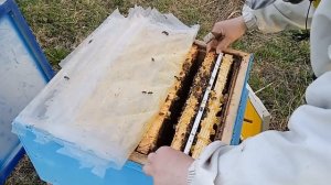 Нереальные привесы. Тест на отстройку вощины при взятке с ивы. Семья несёт больше двух килограмм.