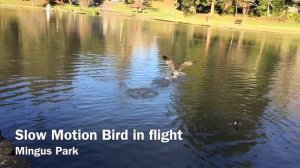 Slow Motion Bird in flight