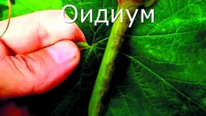 Берегите виноград в августе