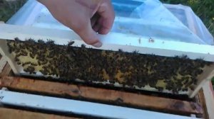 Первый мёд в магазинах. Где взяли??? Привесы на контрольных ульях.