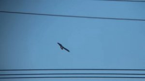 Подорлик малый