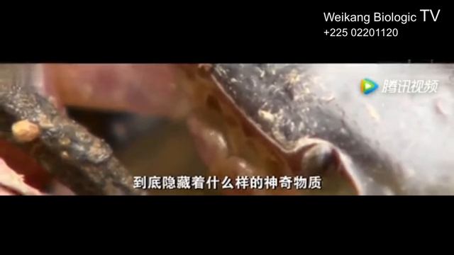 LE SECRET DE LA LONGEVITE смотреть онлайн