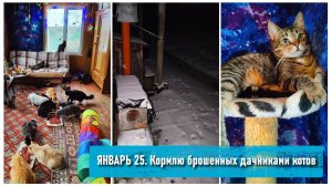 30 декабря - 3 января. Снова минус. Кормлю брошенных дачниками котов. Заполняю автокормушки.