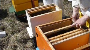 Наши шести рамочники. Пора пересаживать пчёл.