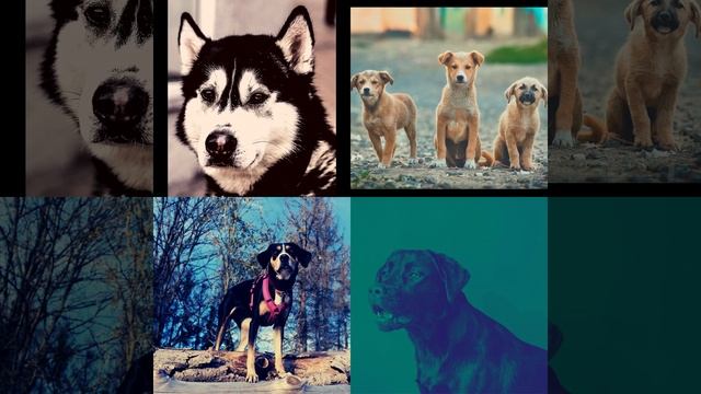 Атмосфера (Спокойные собаки) смотреть онлайн