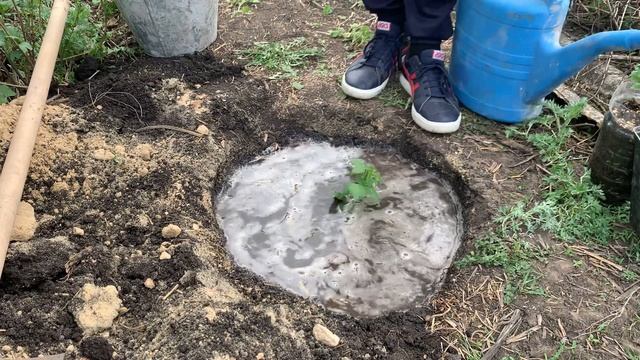 Посадка саженца ежевики ￼ , весна 2024 г￼￼￼ смотреть онлайн