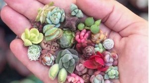 Семена суккулентов с маркетплейса. Стоит ли покупать?